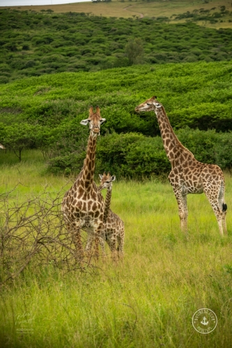 WS2A4117